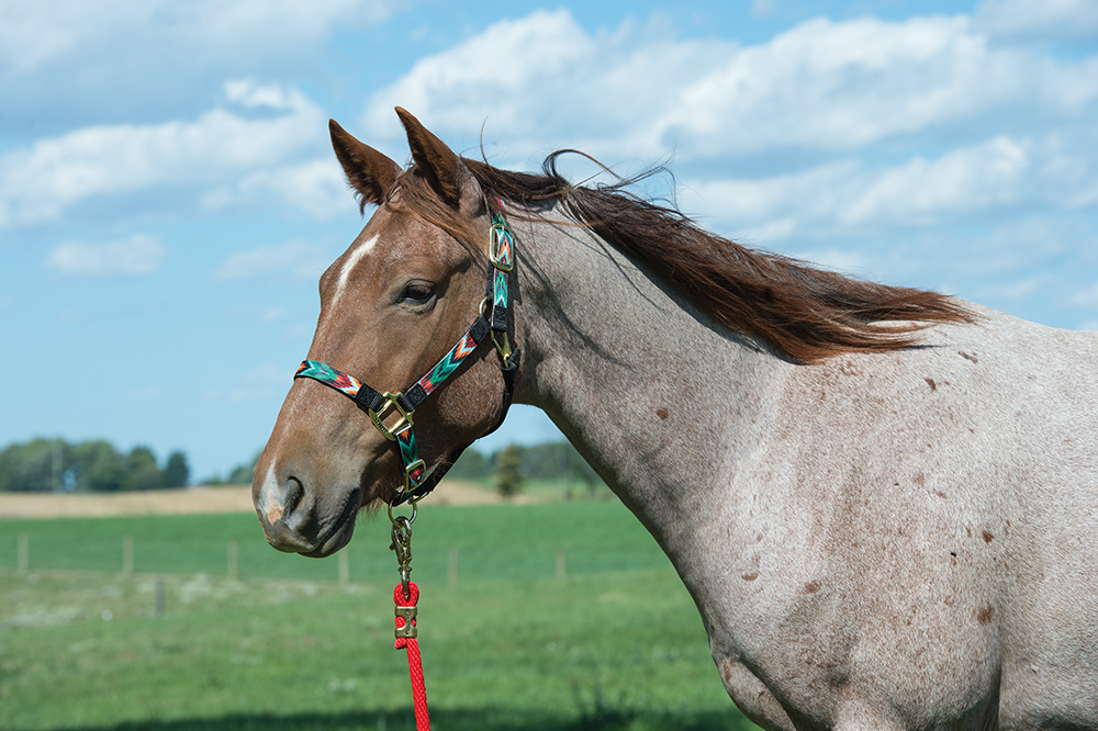 How to Fit a Nylon Halter