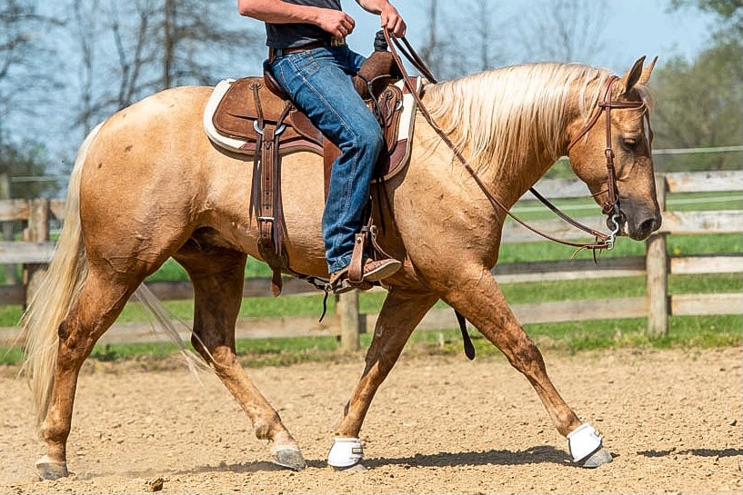 The Benefits of the Synergy® Contoured Close Contact Performance Saddle Pad